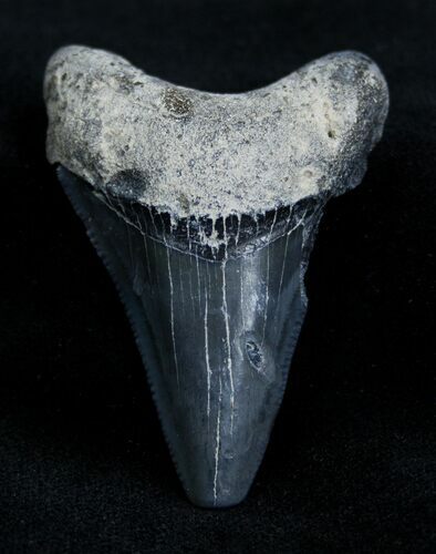 Inch Bone Valley Megalodon Tooth #1353